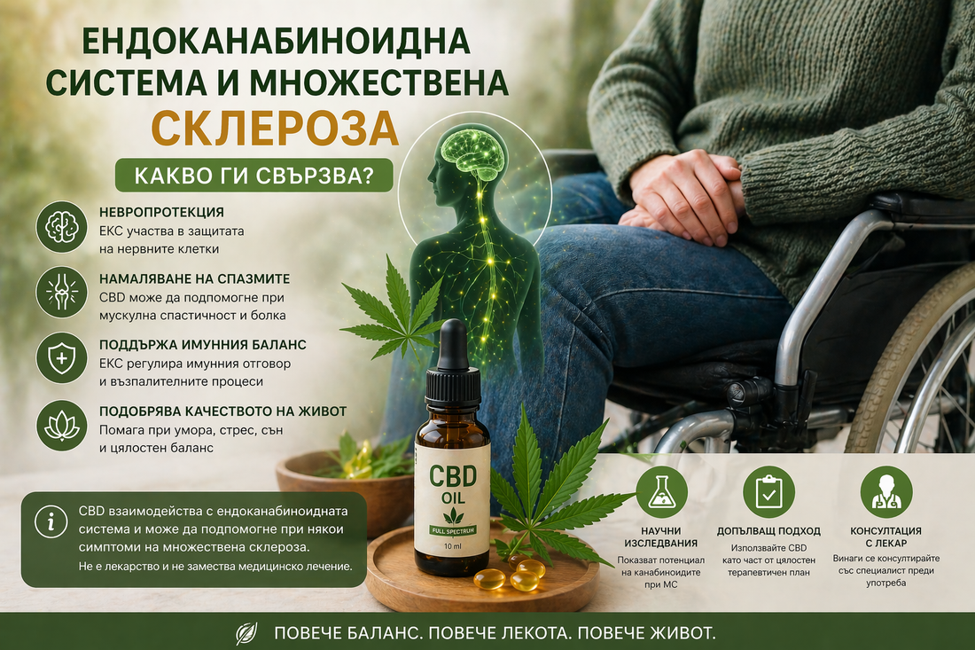 Ендоканабиноидна система и множествена склероза – какво ги свързва?